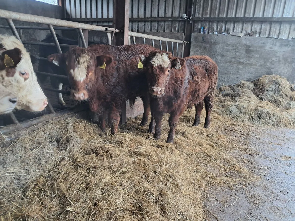 Two super weanling bullocks - Image 1