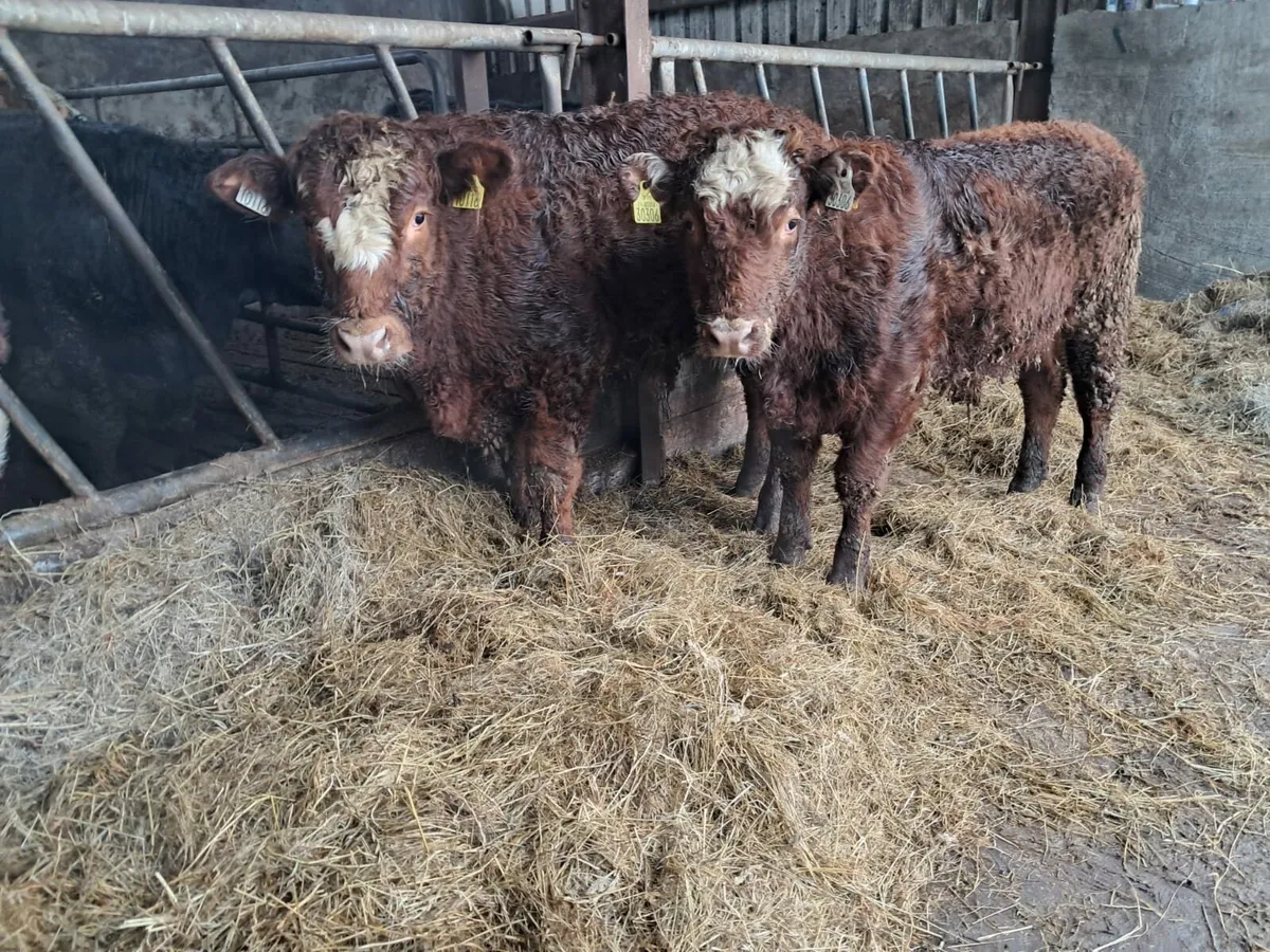 Two super weanling bullocks - Image 2