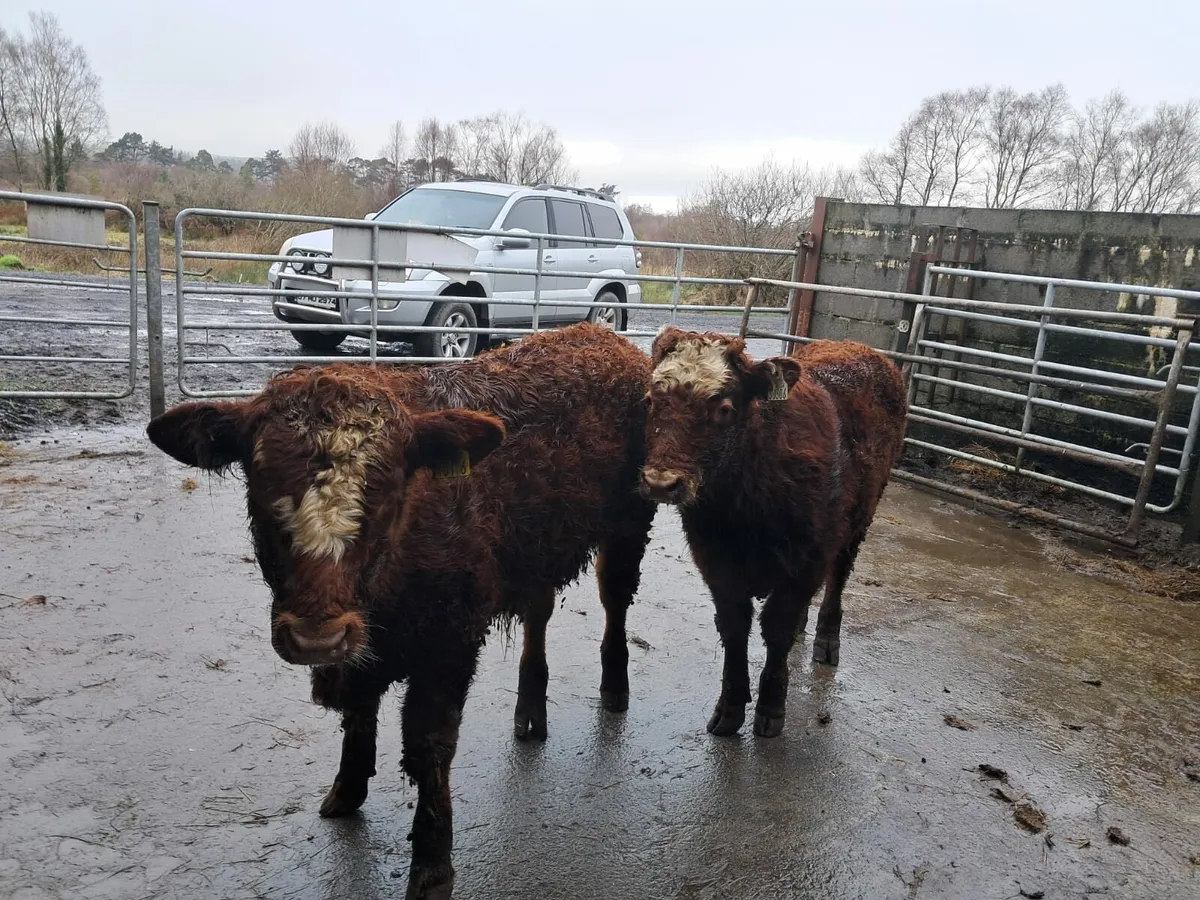 Two super weanling bullocks - Image 3