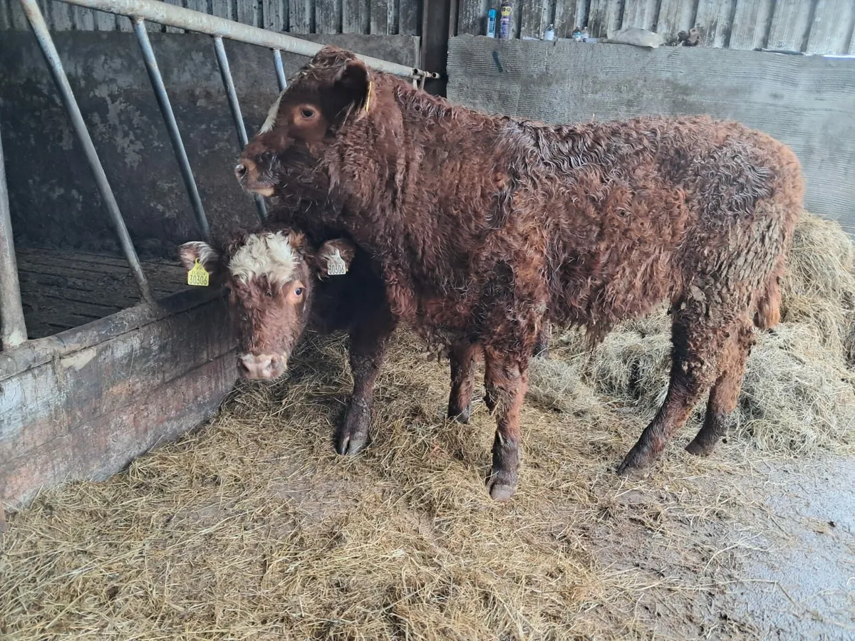 Two super weanling bullocks - Image 4