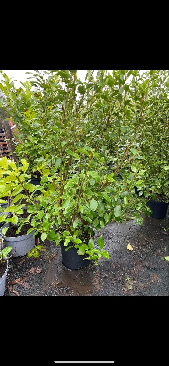 5Ft GRISELINIA HEDGING-final 200 plants - Image 1