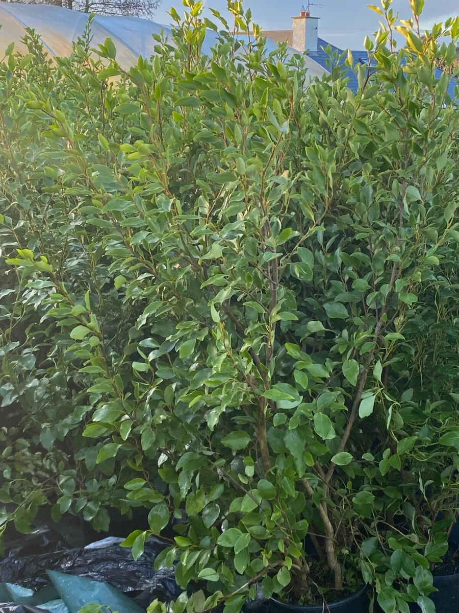 5Ft GRISELINIA HEDGING-final 200 plants - Image 2