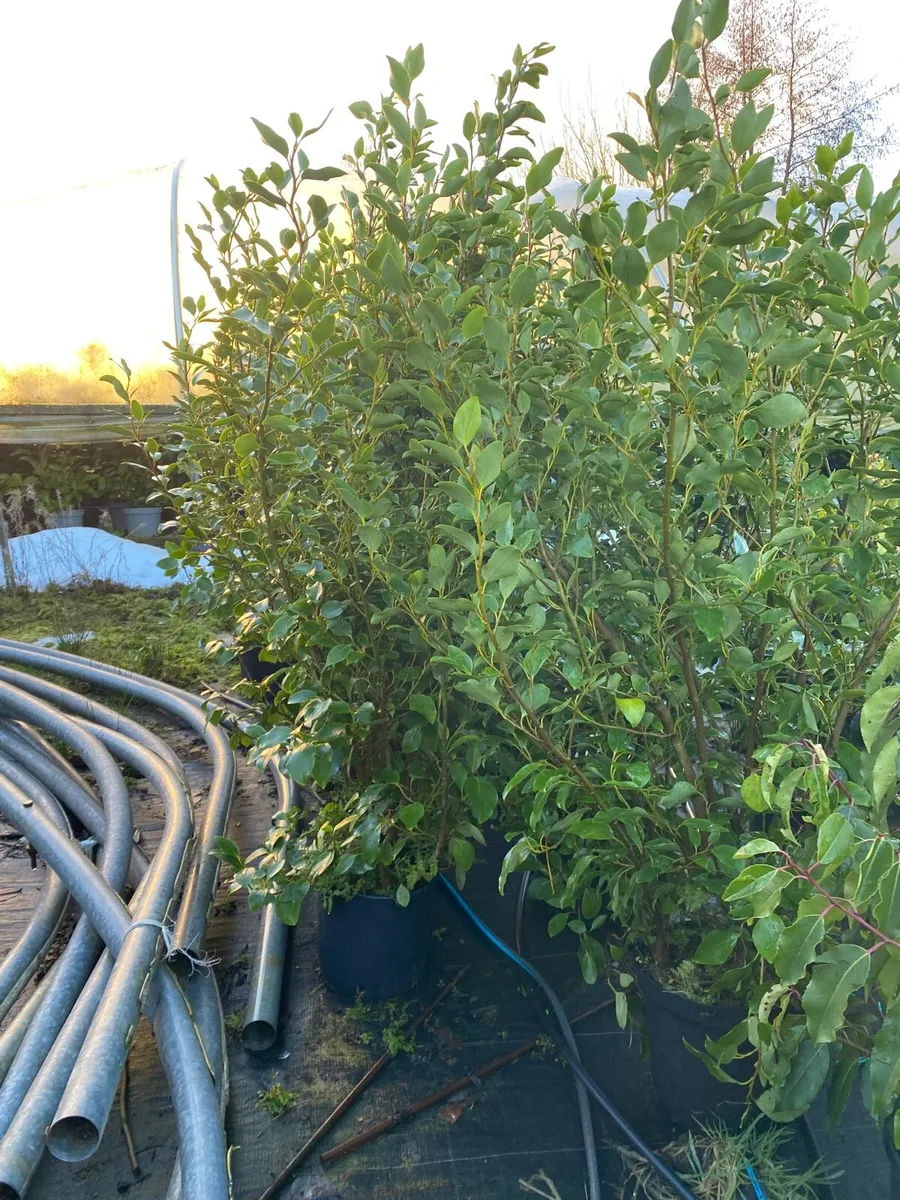 5Ft GRISELINIA HEDGING-final 200 plants - Image 4