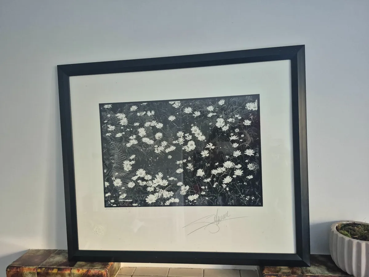 Giles norman Framed Daisies - Image 1