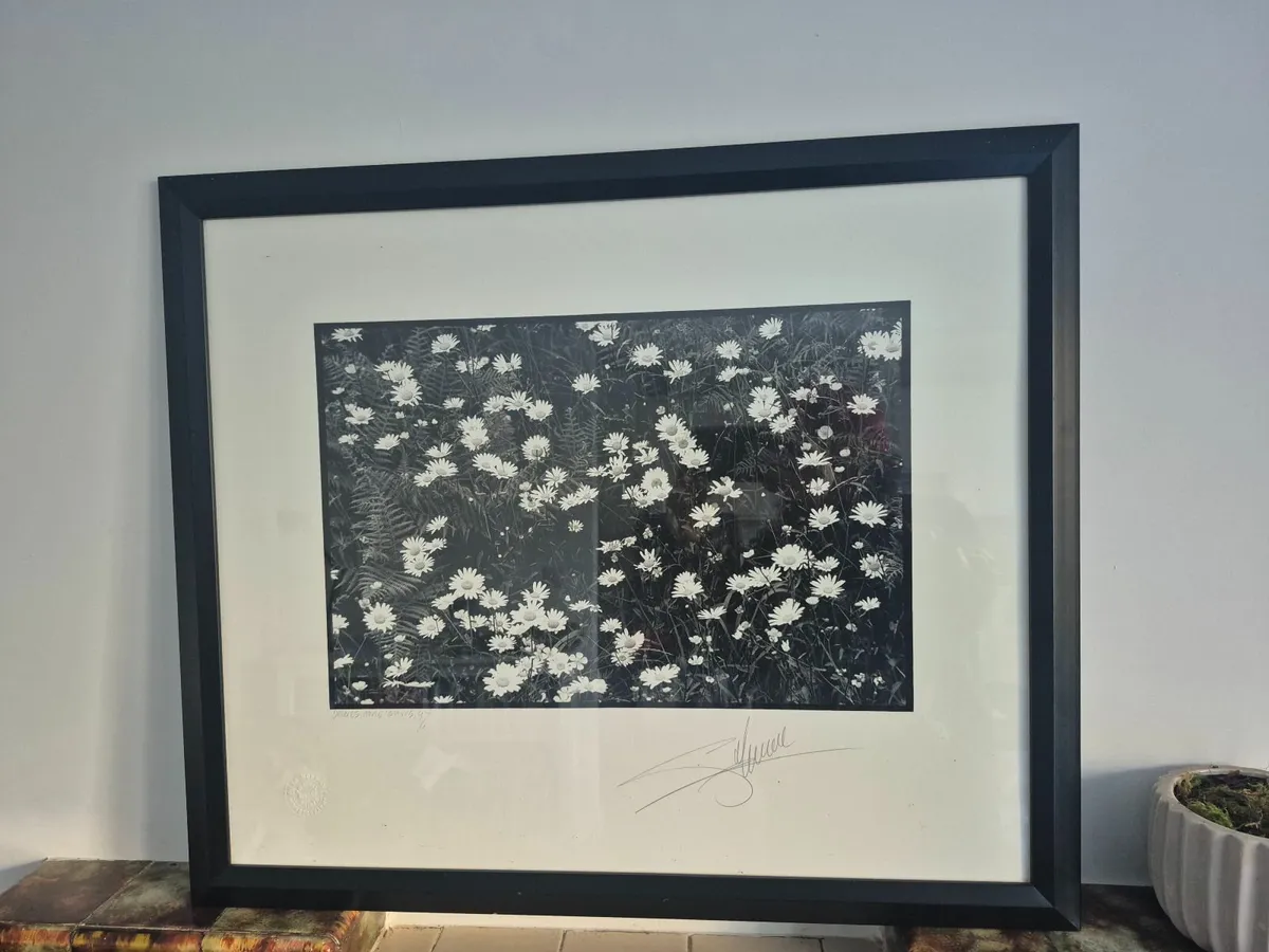 Giles norman Framed Daisies - Image 2