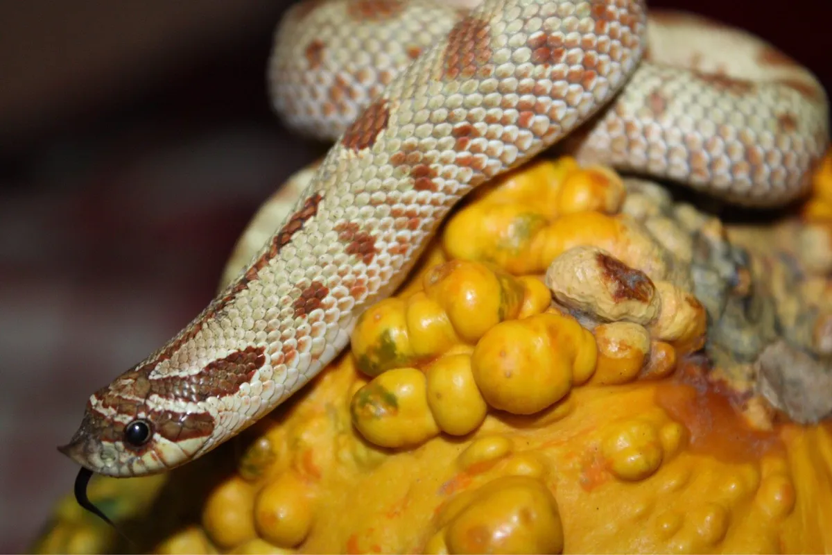 Various reptiles - Image 2