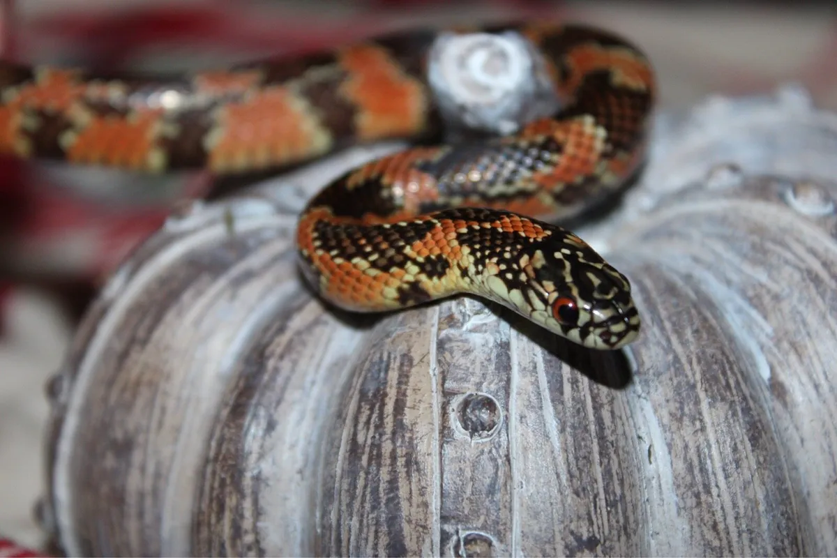 Various reptiles - Image 3