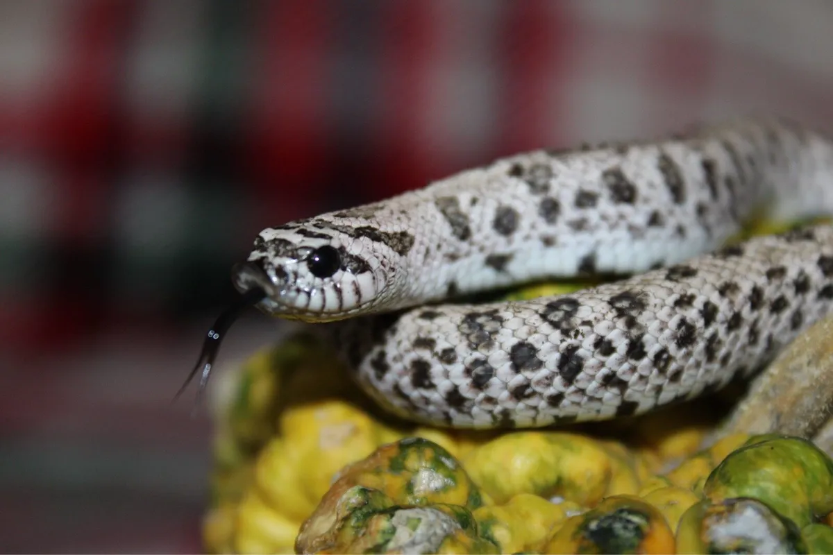 Various reptiles - Image 4