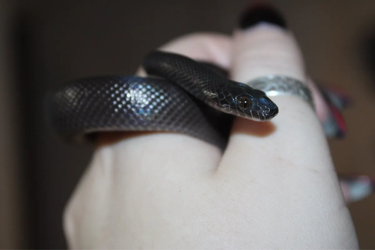 Various reptiles - Image 1