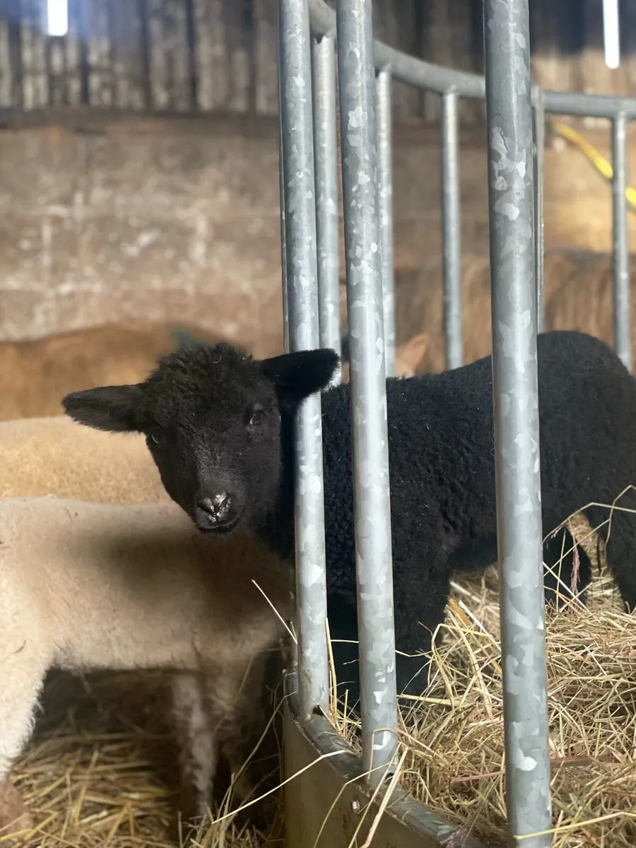 Valais Blacknose lamb cross - Image 2