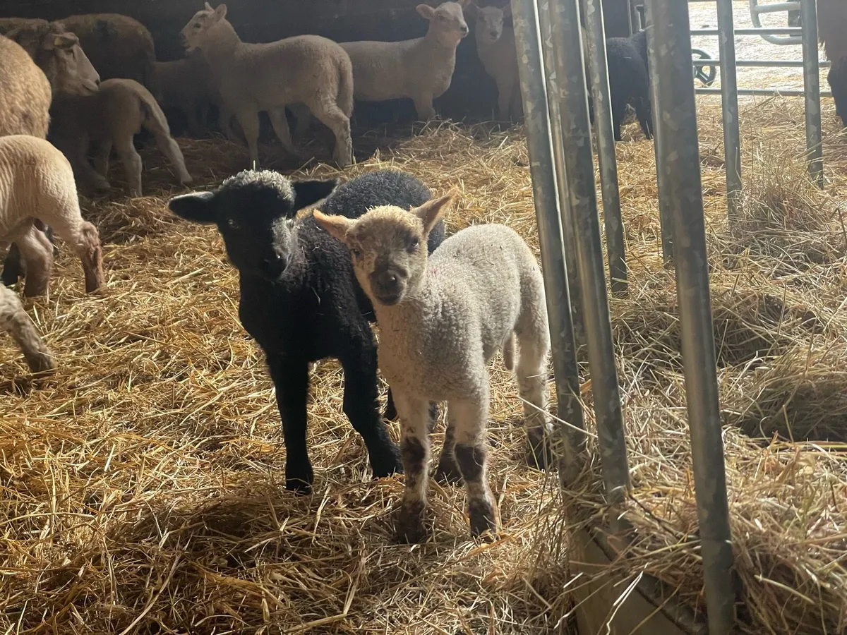 Valais Blacknose lamb cross - Image 3