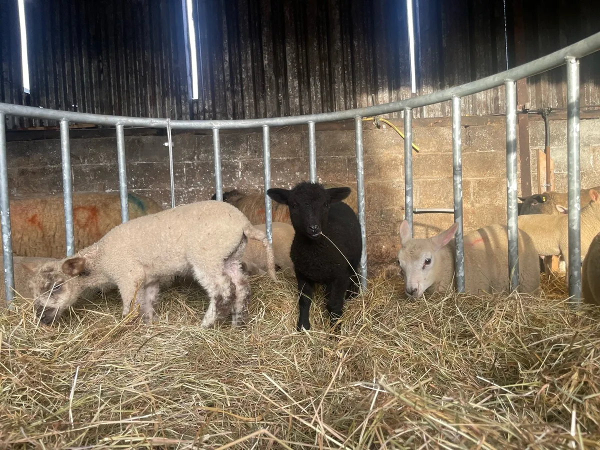 Valais Blacknose lamb cross - Image 4