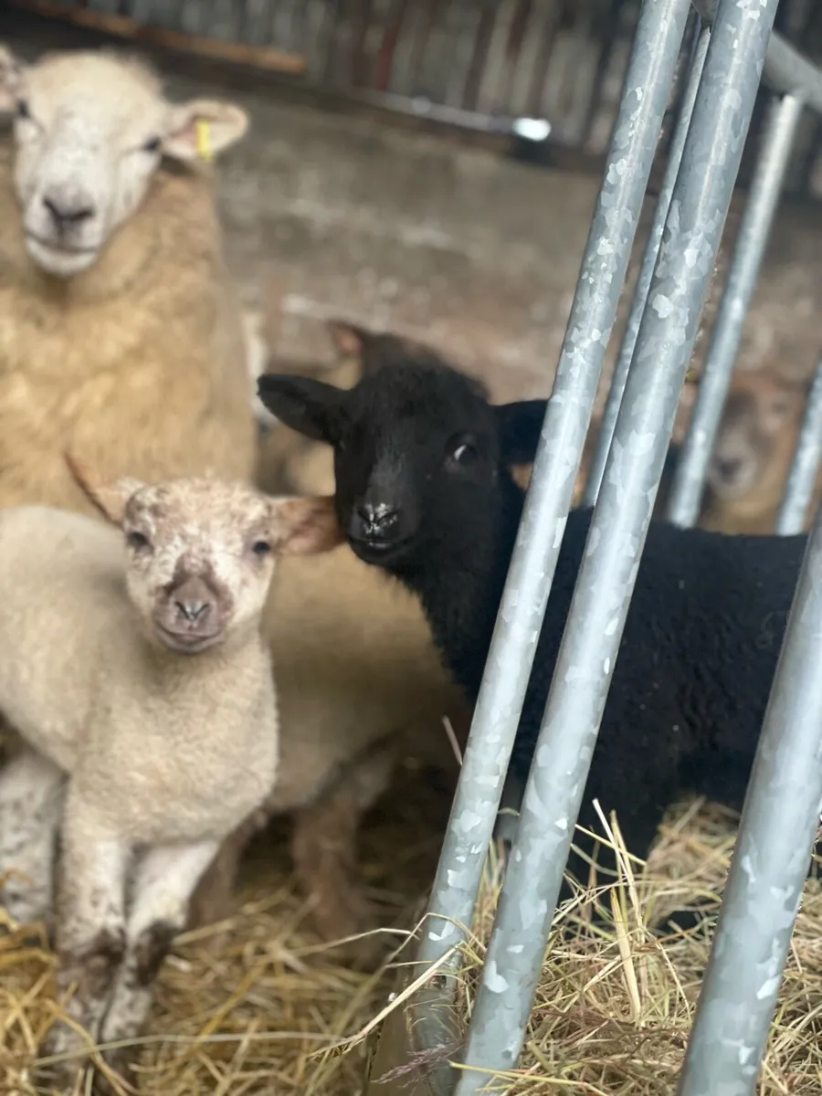 Valais Blacknose lamb cross - Image 1