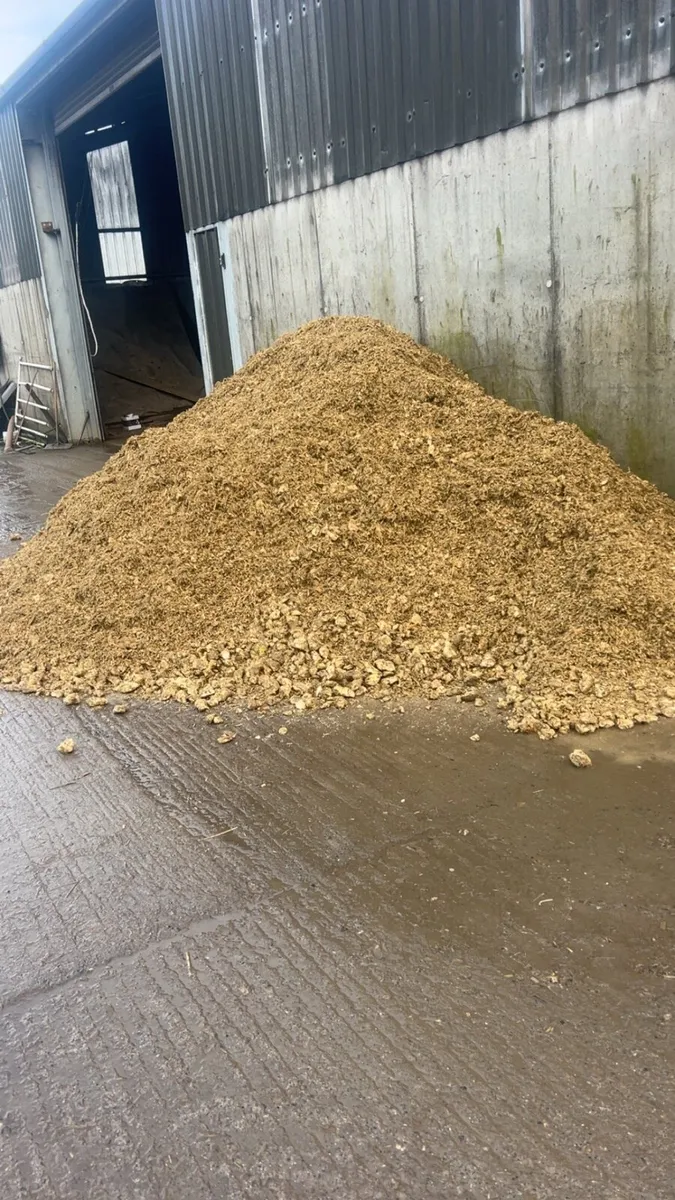 Beet Maize - Image 1