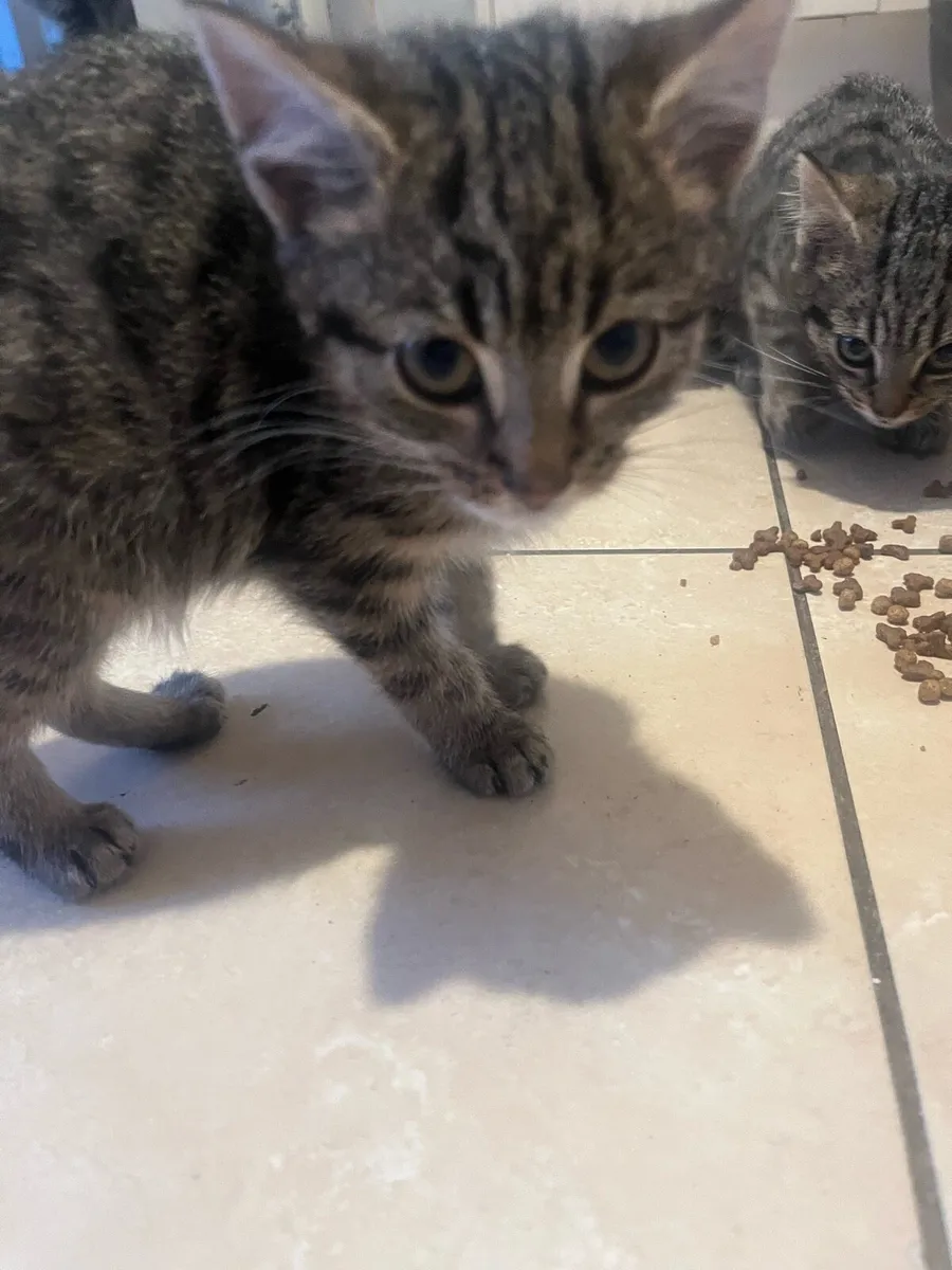Kittens for sale - Image 2