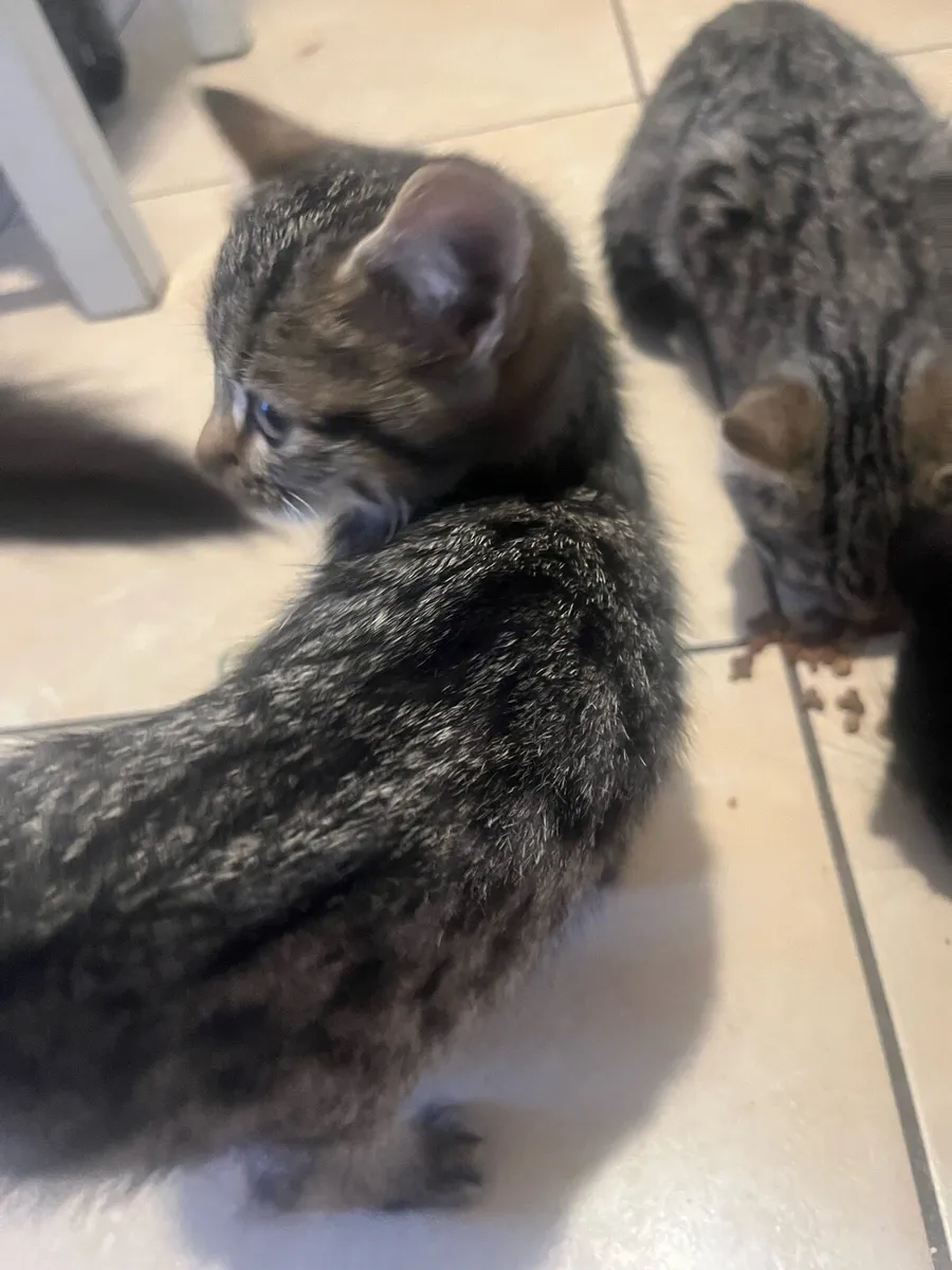 Kittens for sale - Image 4