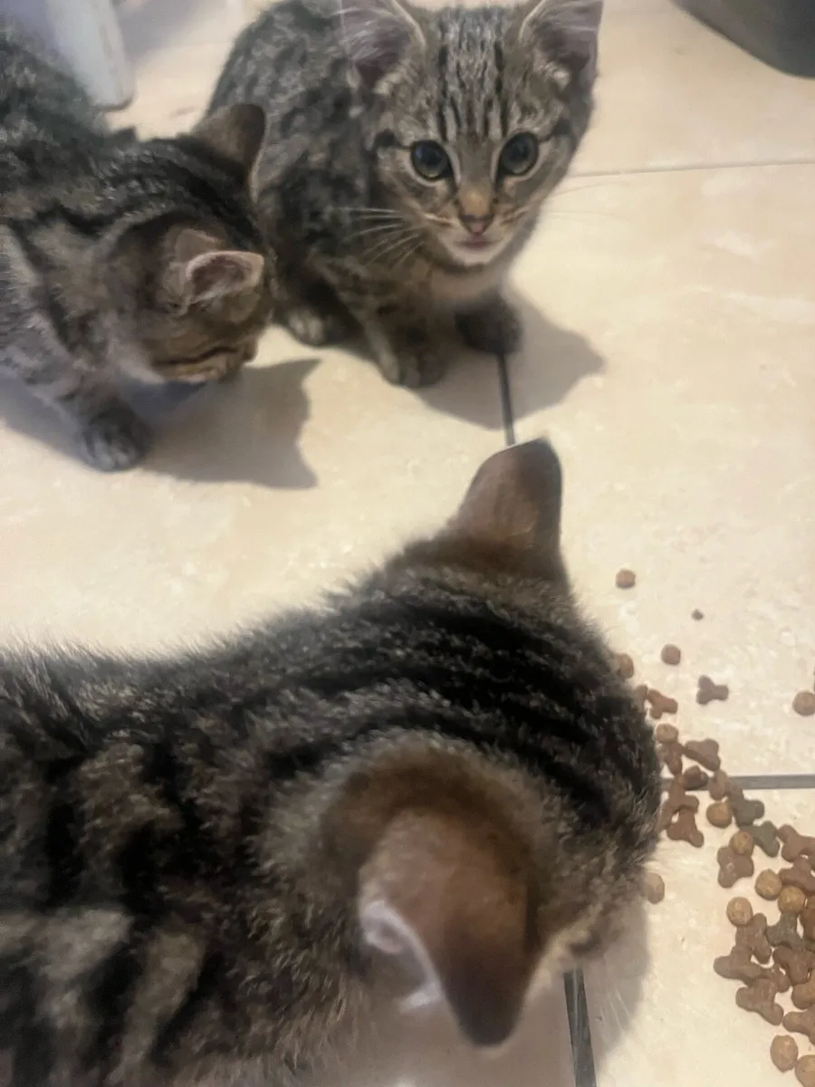 Kittens for sale - Image 3