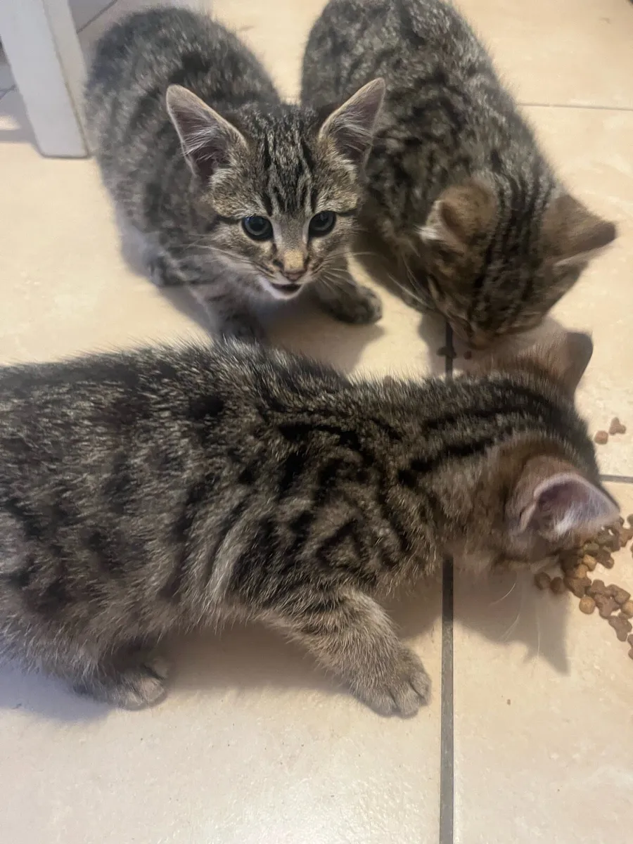 Kittens for sale - Image 1