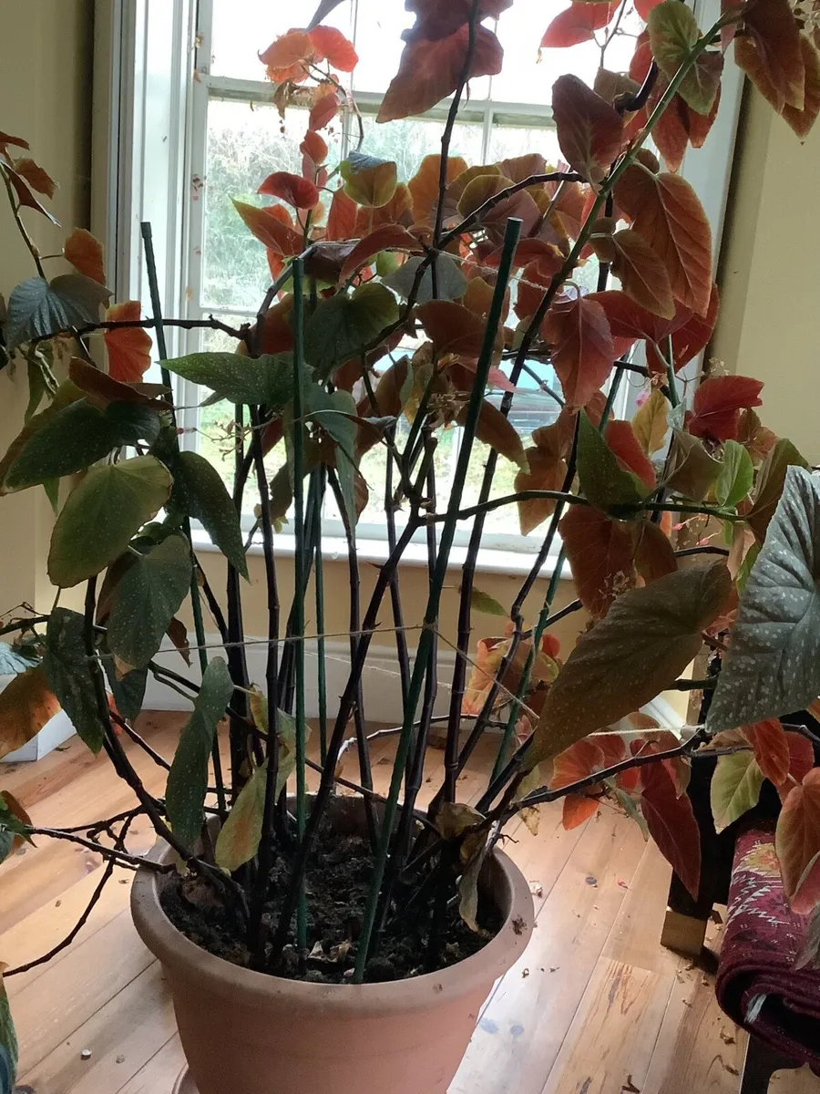 7ft Begonia in pot
