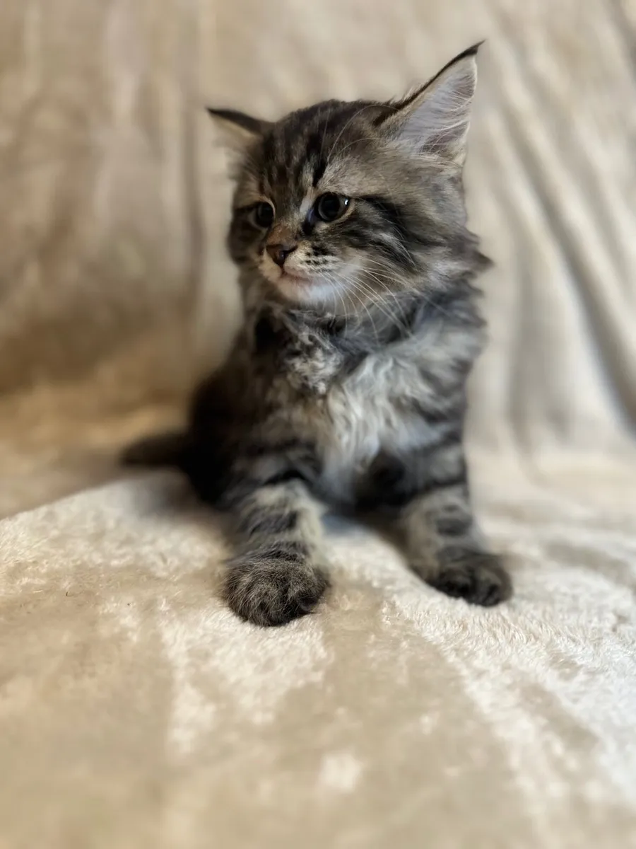 Purebred Siberian kittens - Image 1