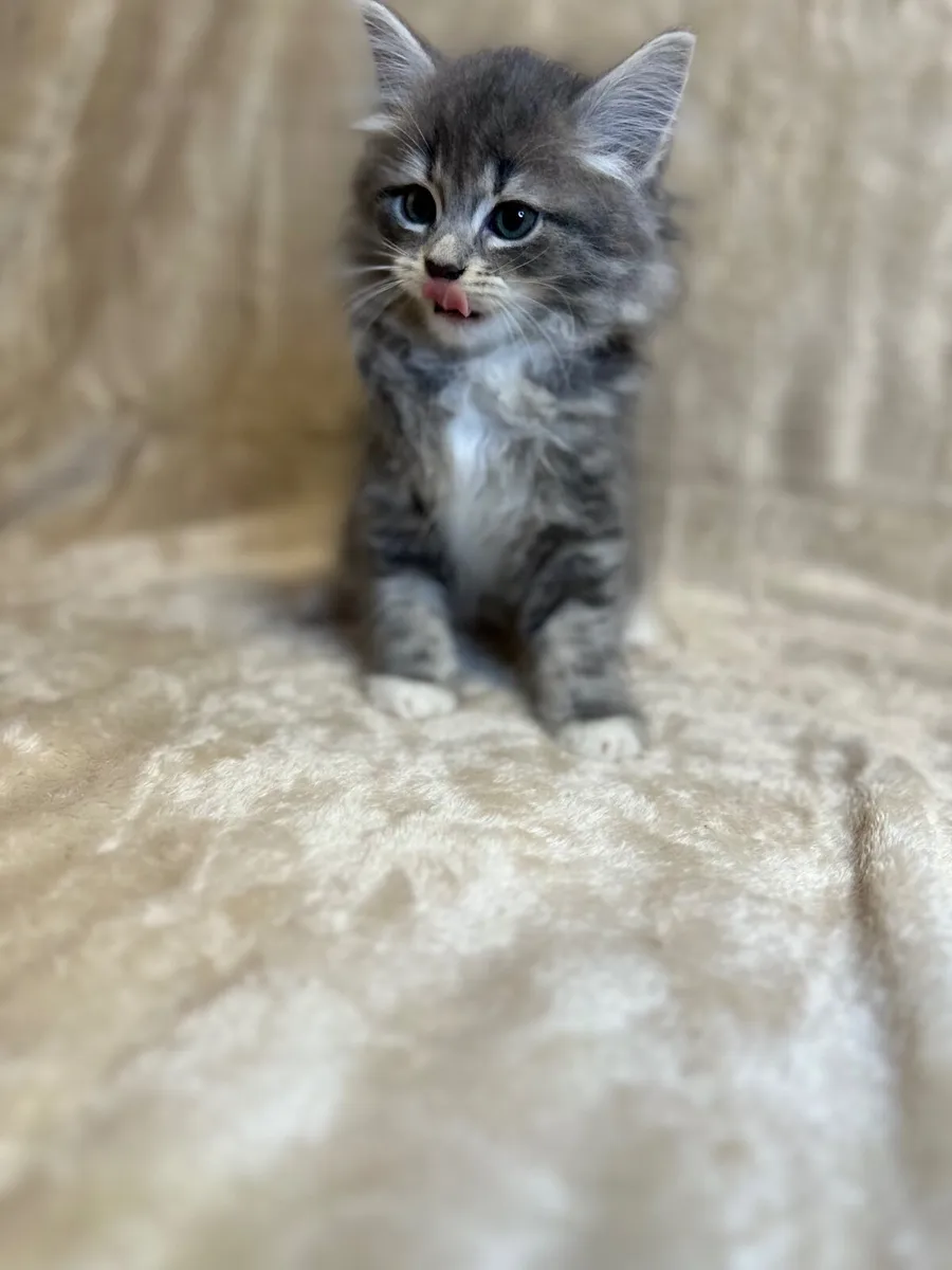 Purebred Siberian kittens - Image 2