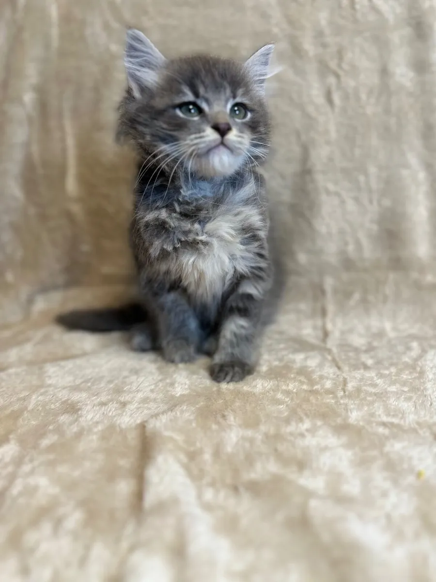 Purebred Siberian kittens - Image 3
