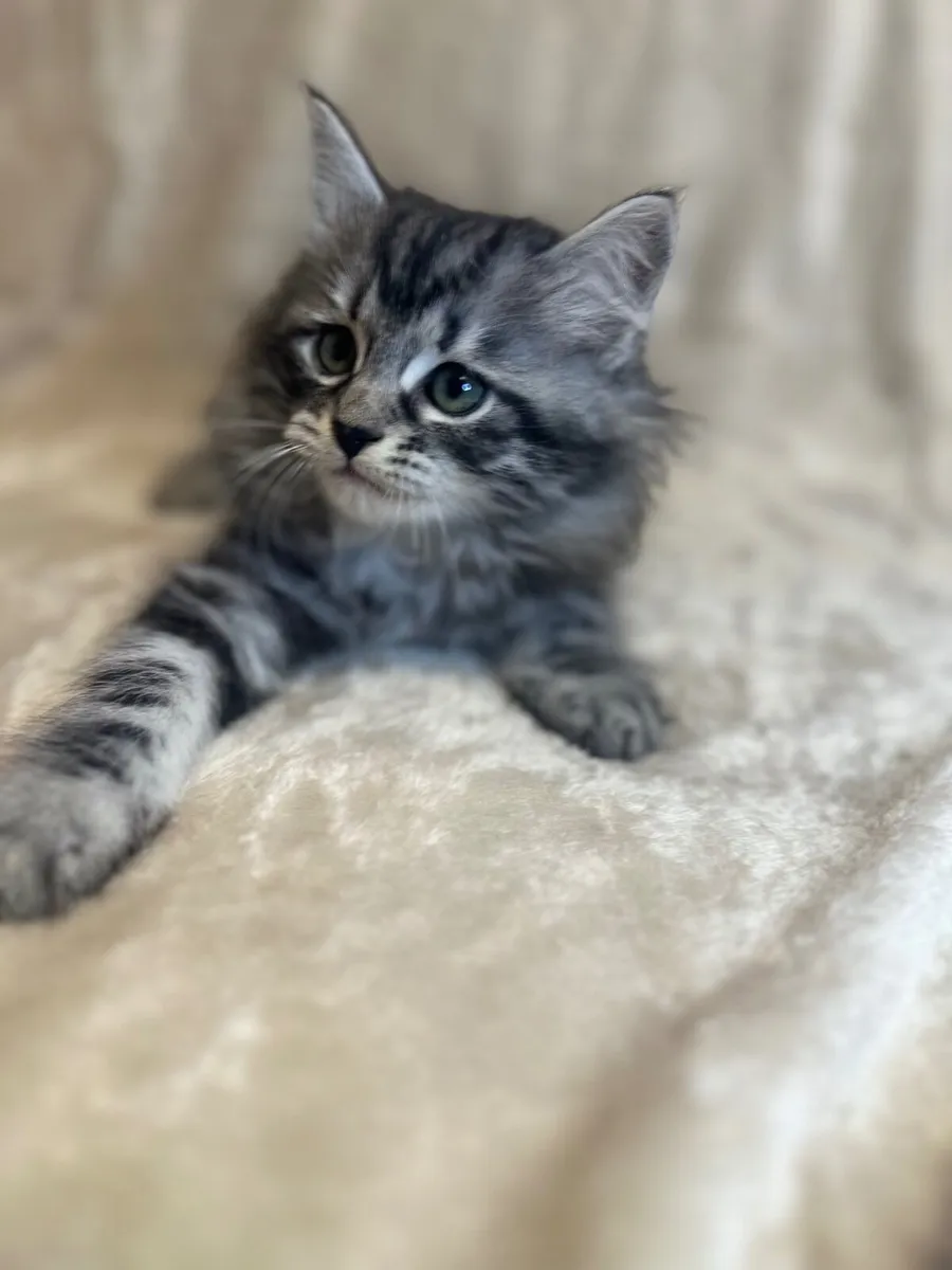 Purebred Siberian kittens - Image 4