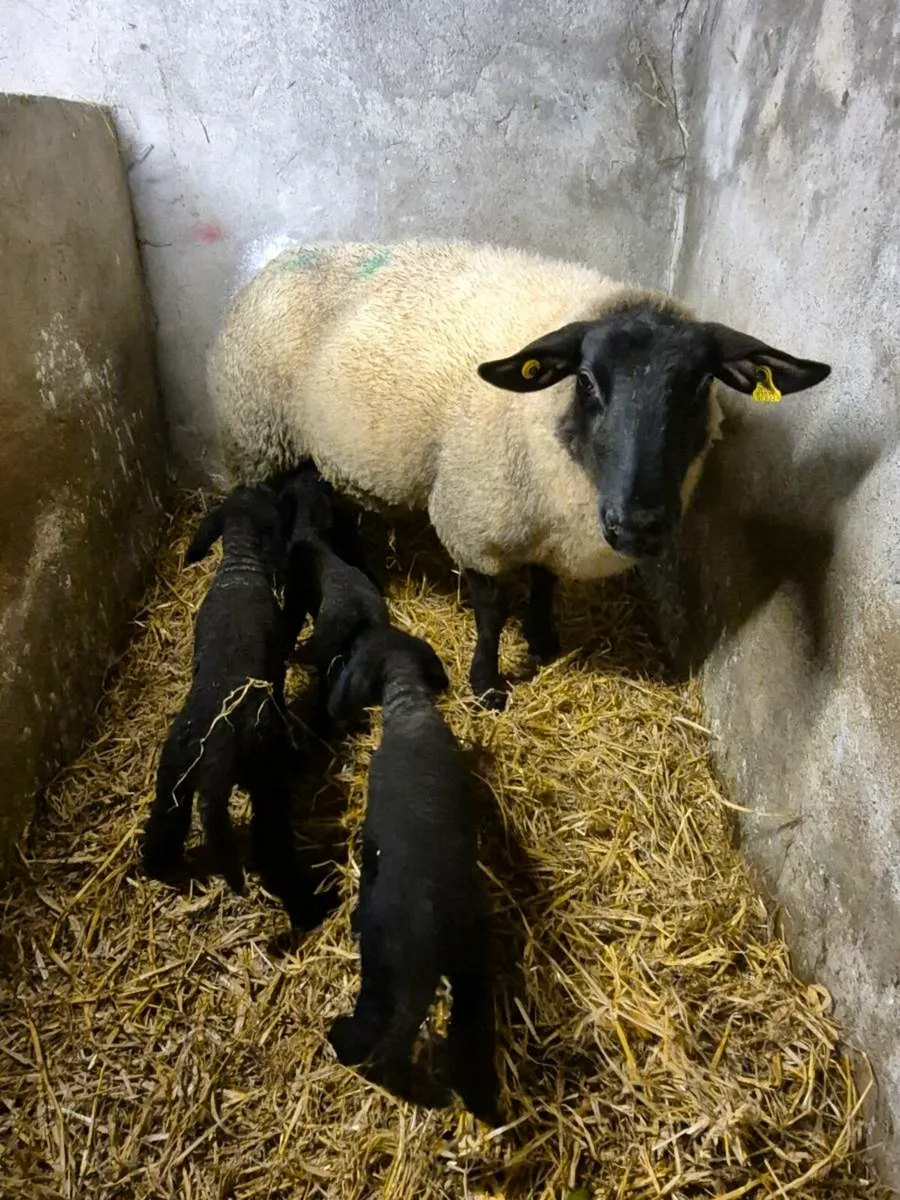 Pet lambs - Image 2
