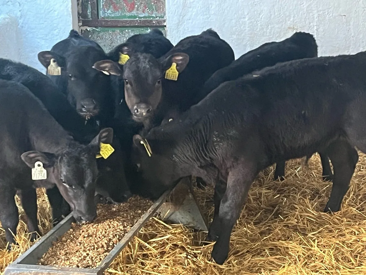 Super 3/4 Month Old AA & HE Calves - Image 2