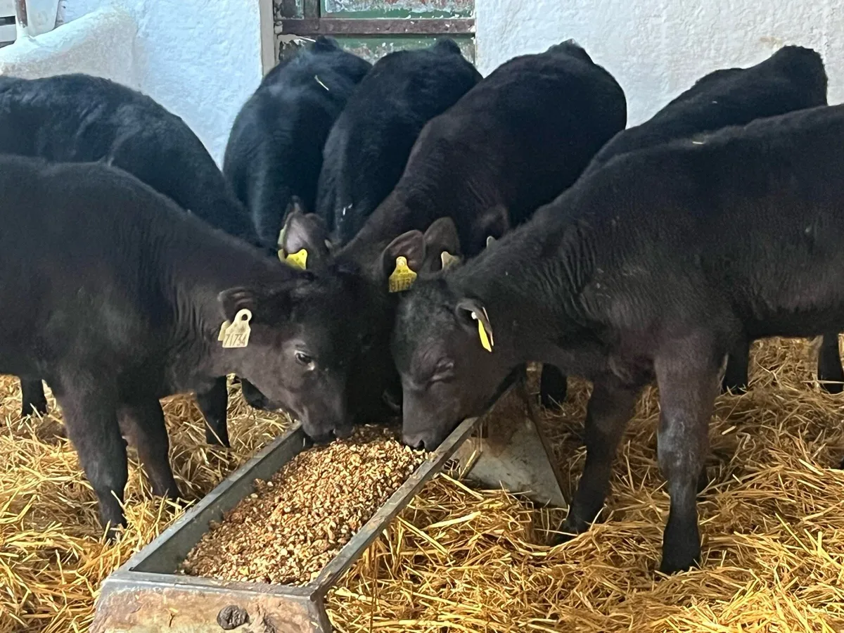 Super 3/4 Month Old AA & HE Calves - Image 3