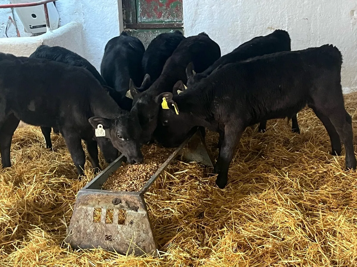 Super 3/4 Month Old AA & HE Calves - Image 4