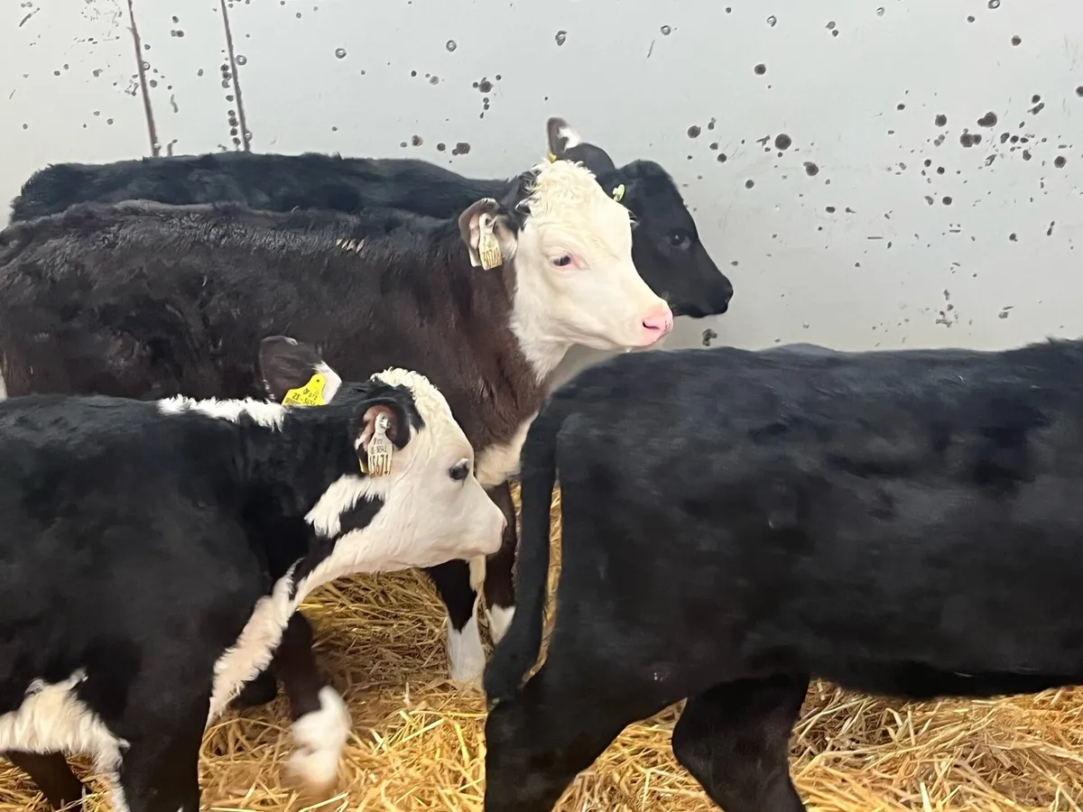 Smashing AA & HE Heifer Calves - Image 2