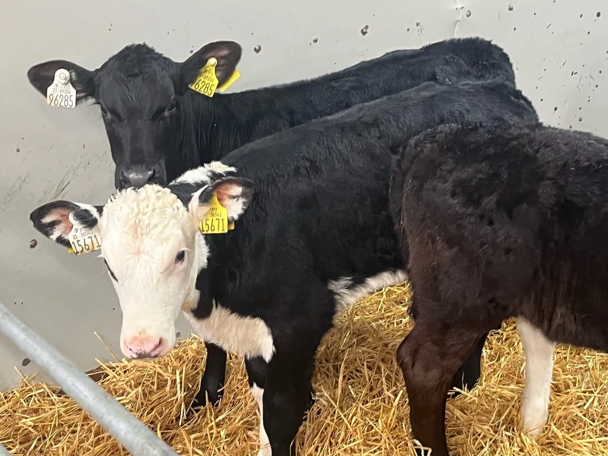 Smashing AA & HE Heifer Calves - Image 1