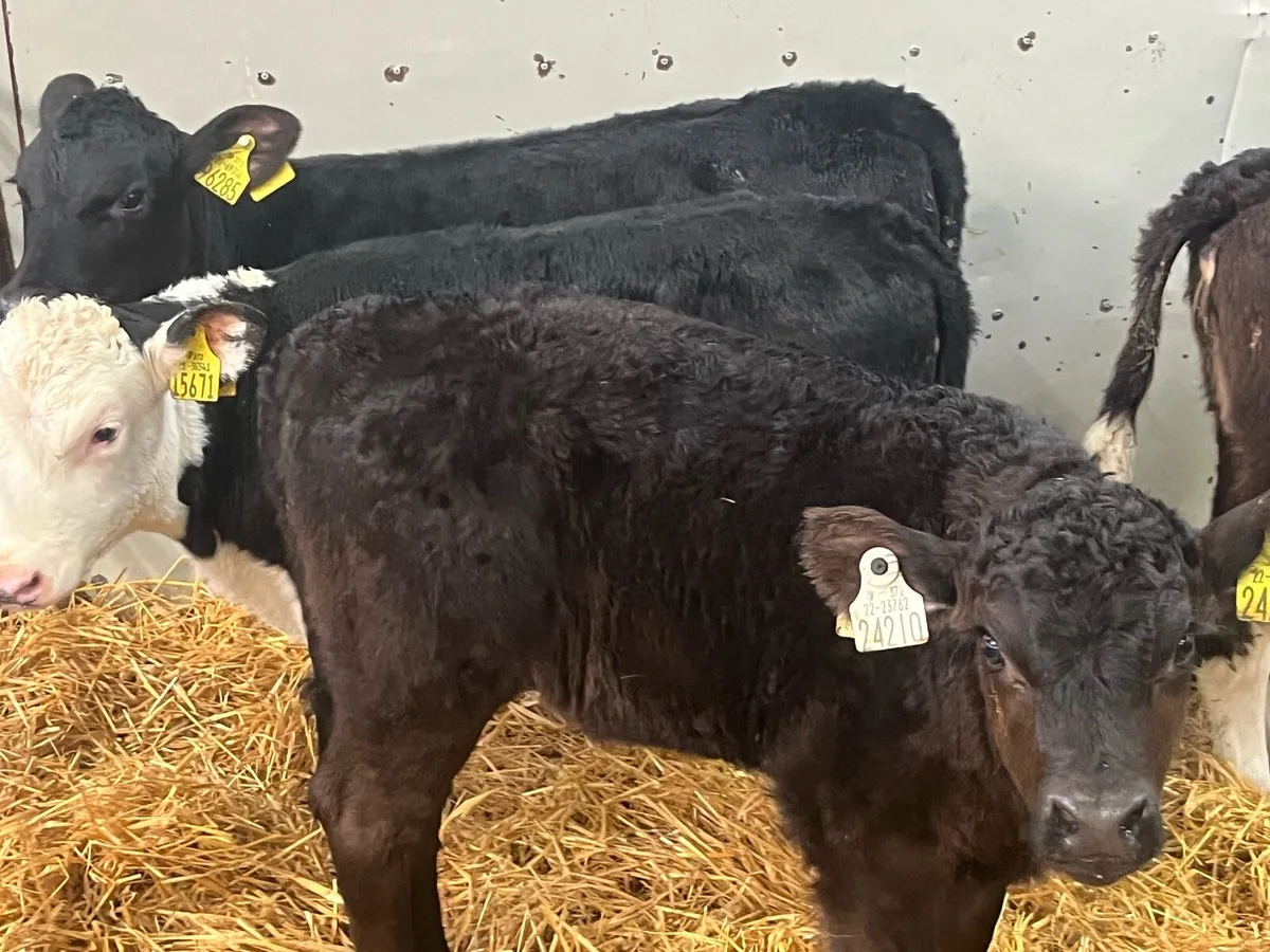 Smashing AA & HE Heifer Calves - Image 3