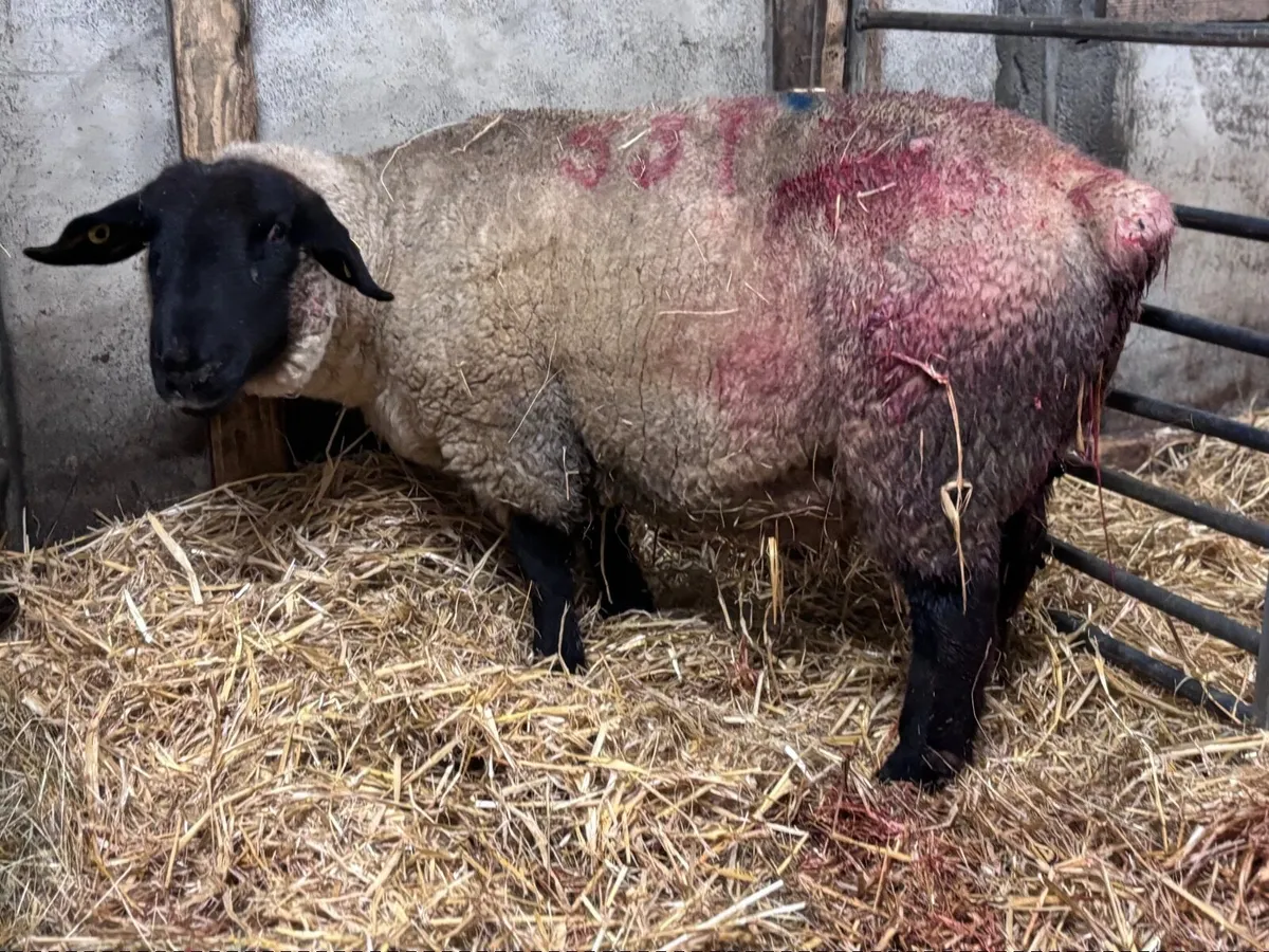 P.B.R Suffolk foster ewe for sale - Image 1