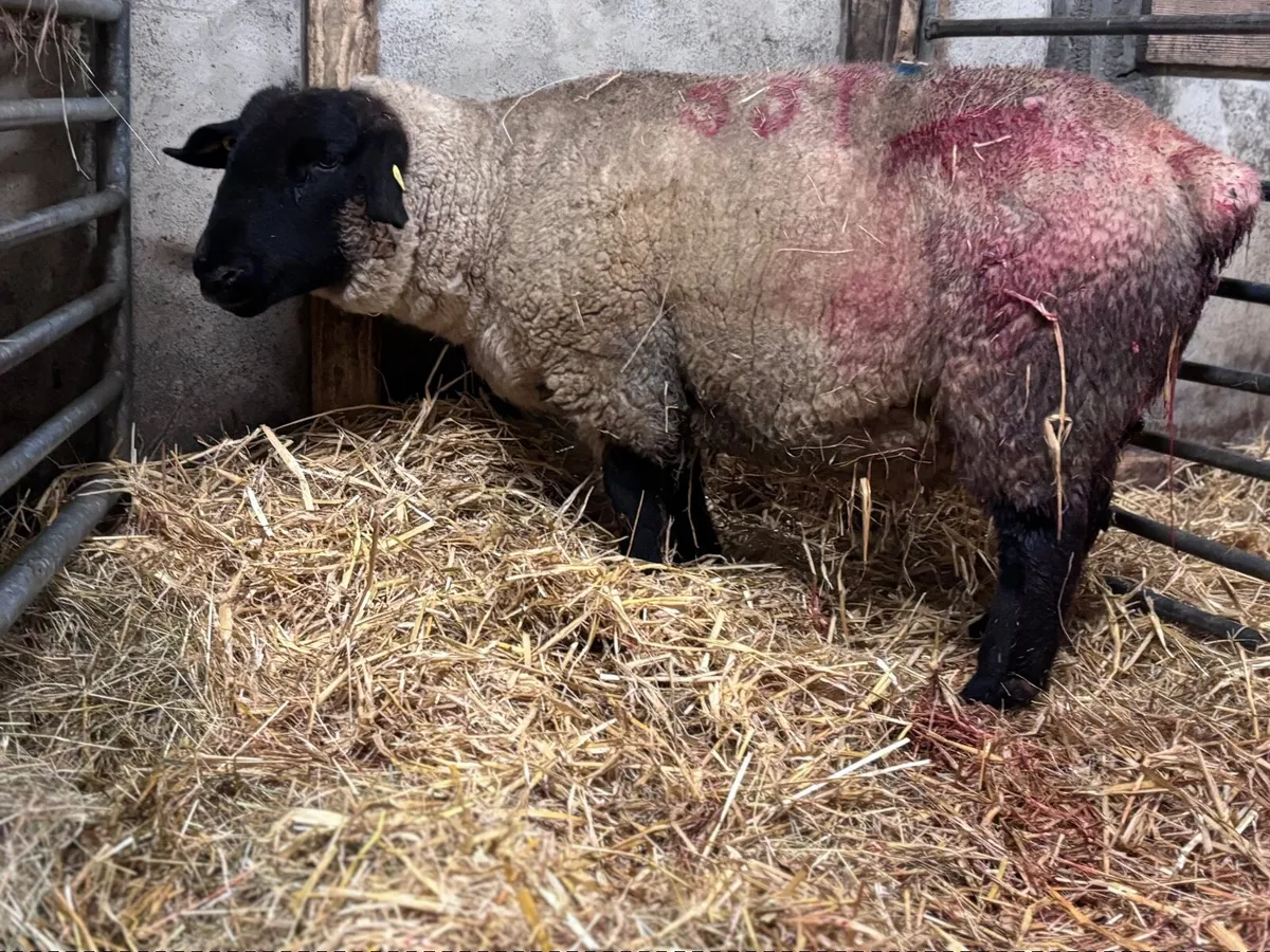 P.B.R Suffolk foster ewe for sale - Image 2