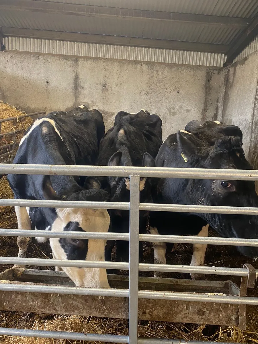 3 springing cows - Image 1