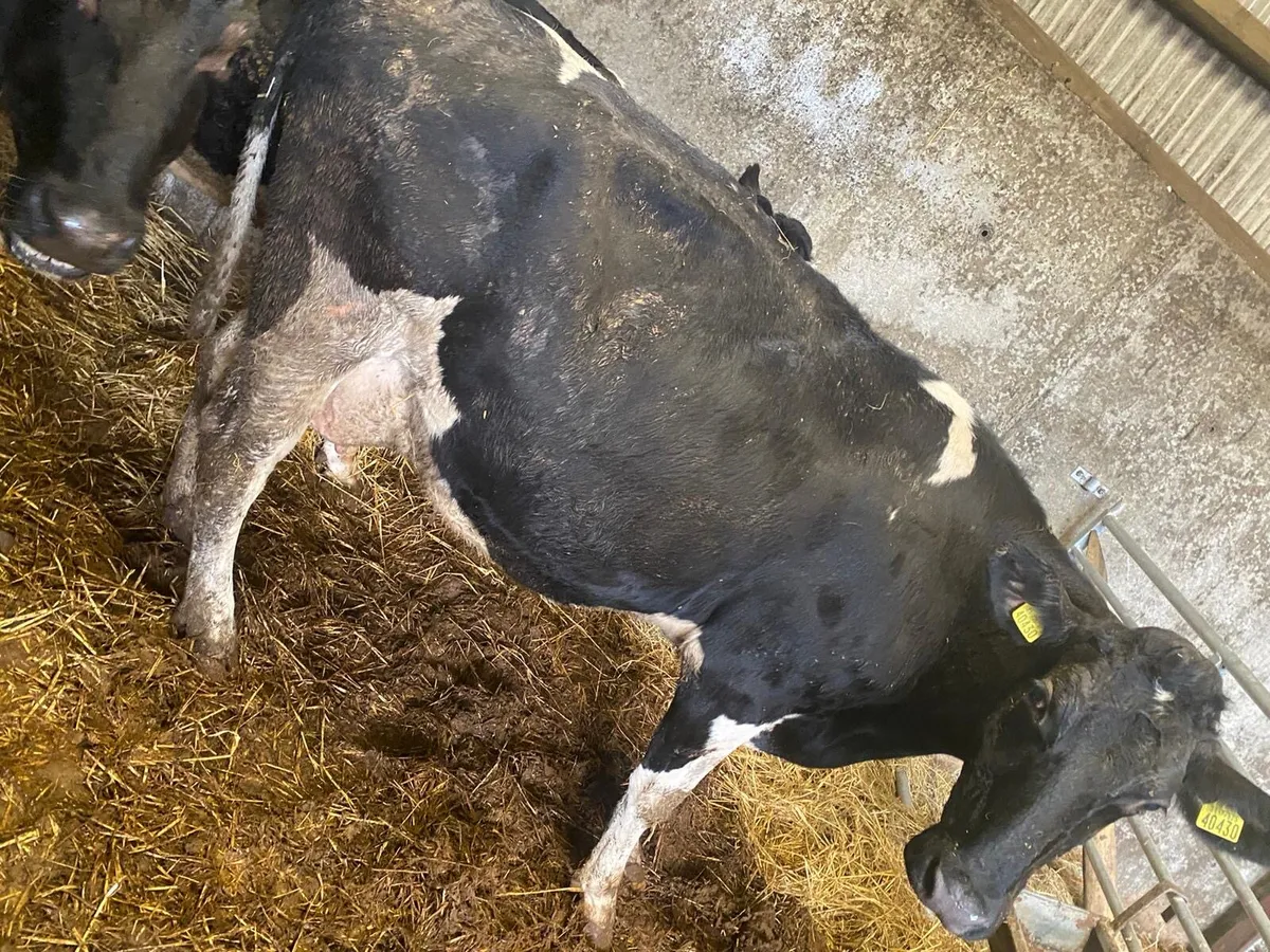 3 springing cows - Image 3