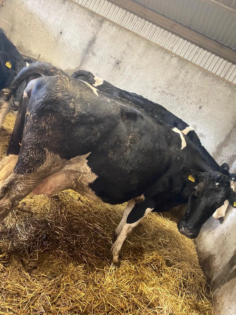 3 springing cows - Image 4