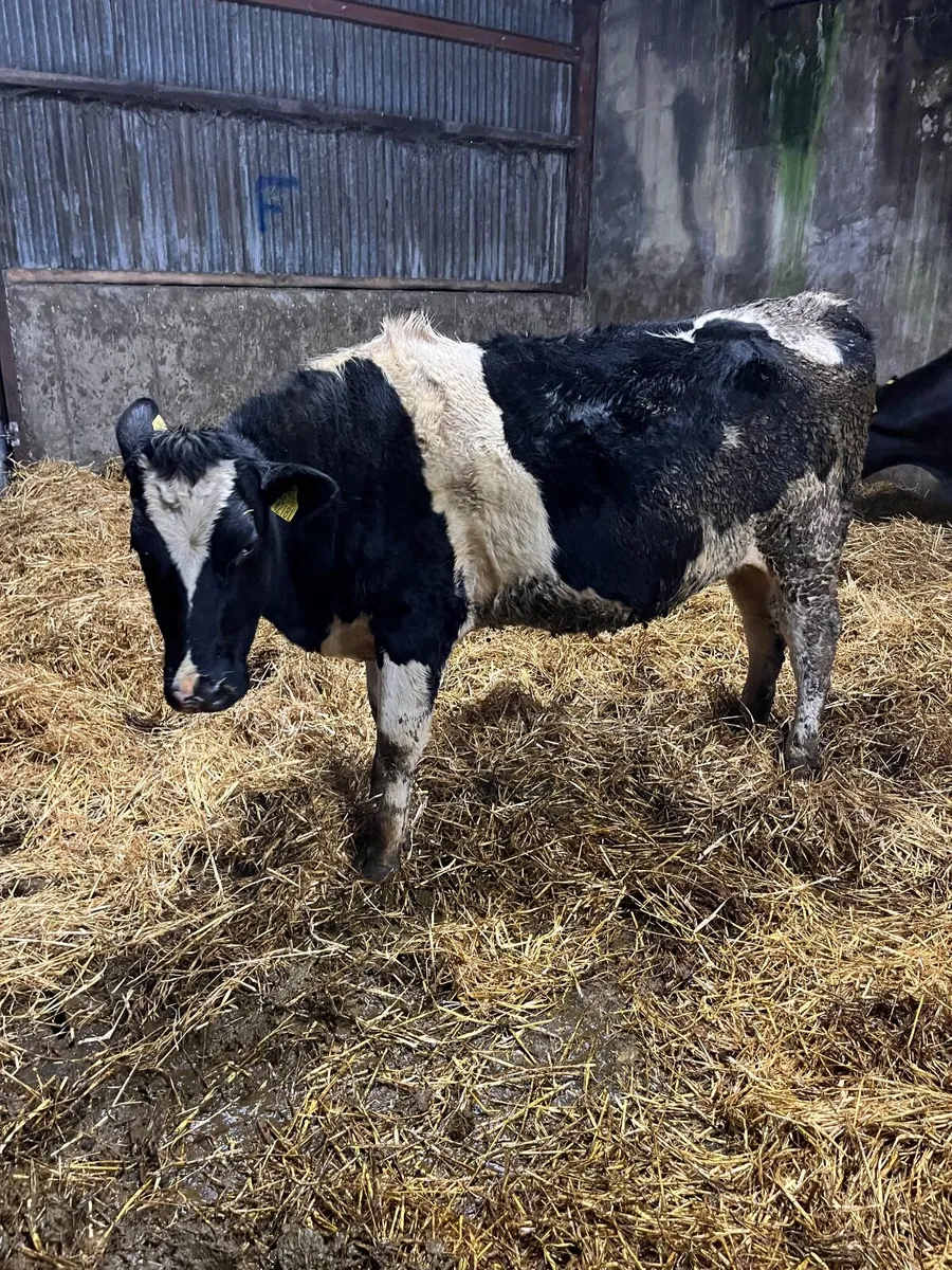 Incalf Heifers - Image 2