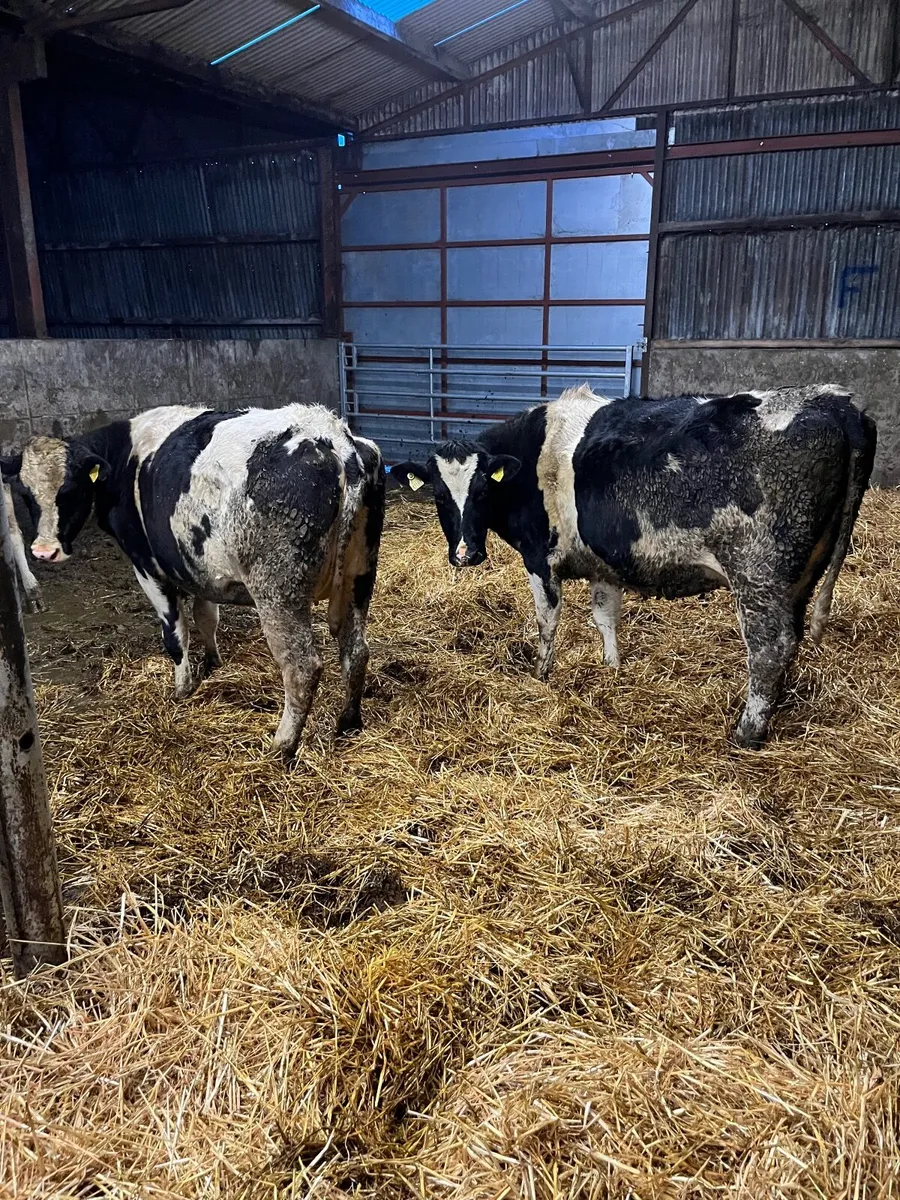 Incalf Heifers - Image 3