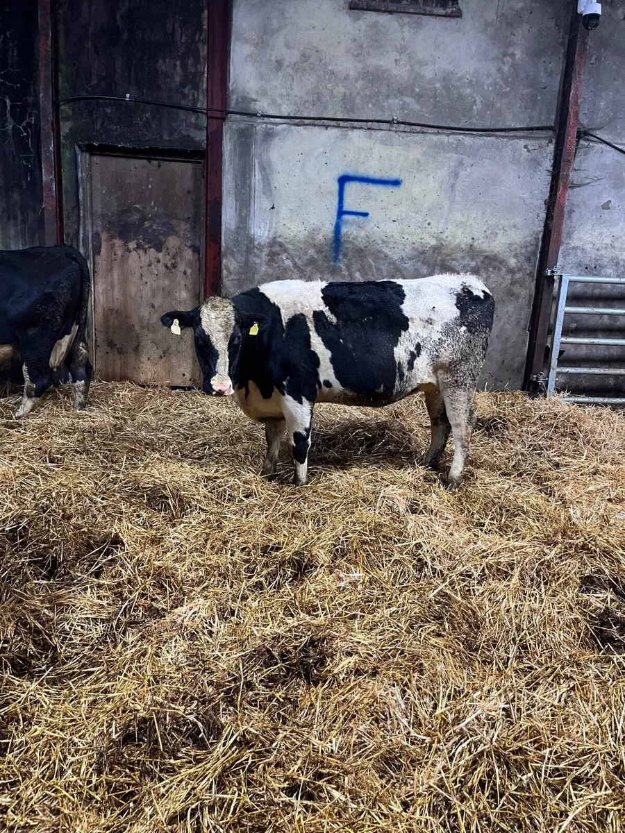 Incalf Heifers - Image 4