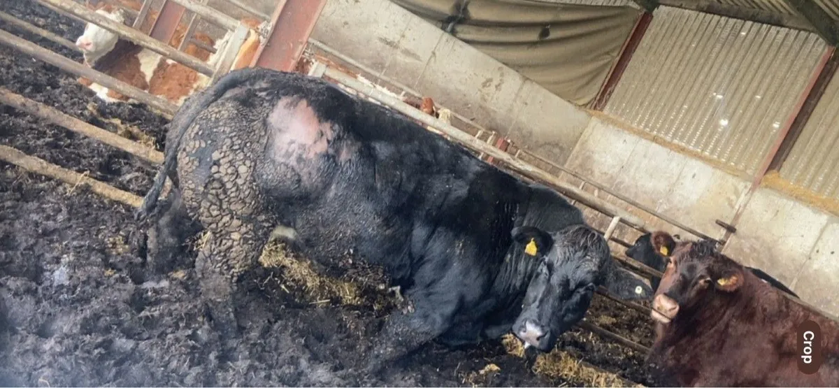 ⭐️pedigree Belgian blue calf’s ⭐️ - Image 1