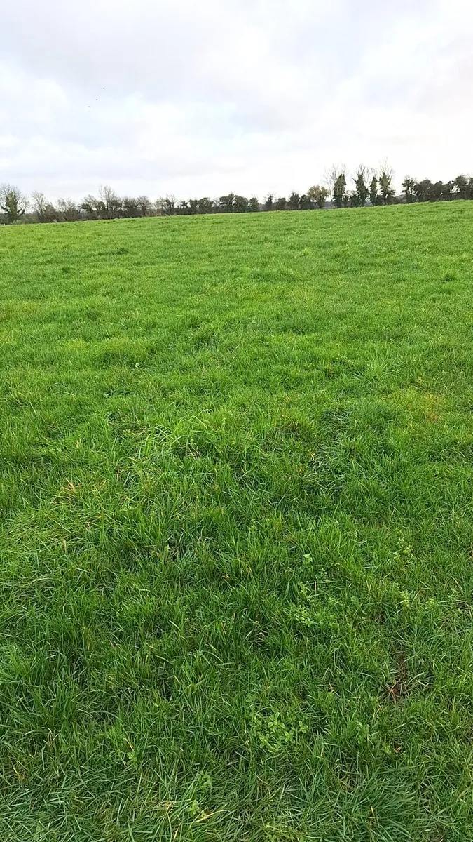 14 acres of land for ewes