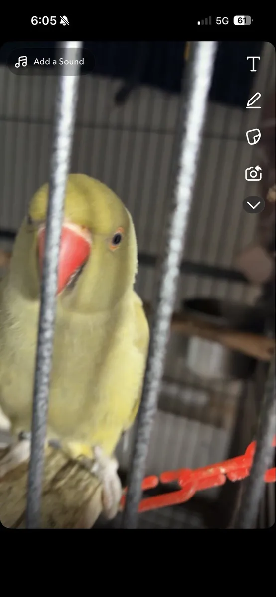 Indian ringneck - Image 3