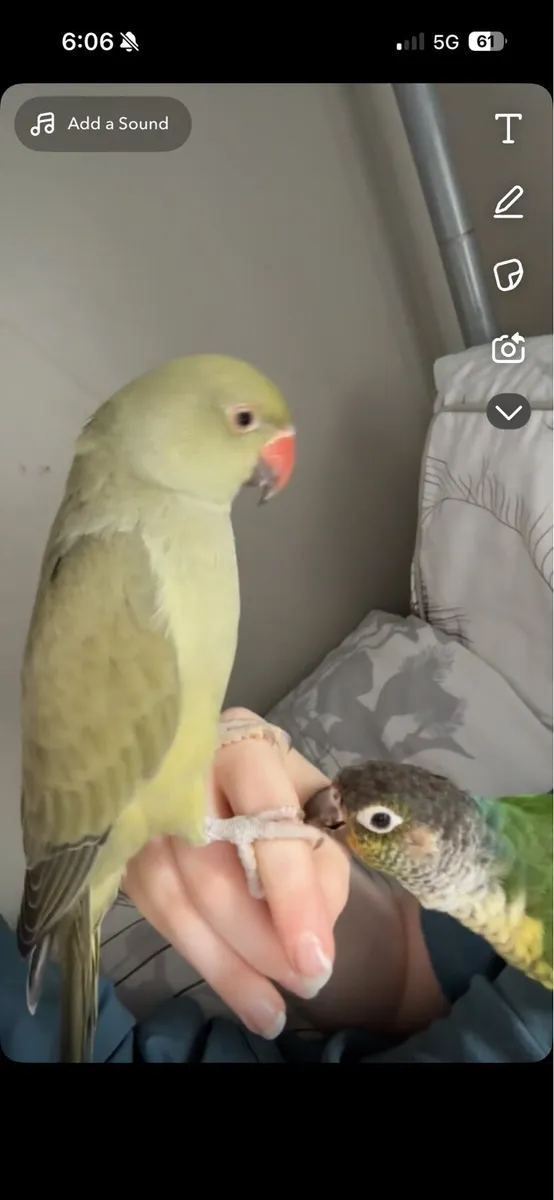 Indian ringneck - Image 4