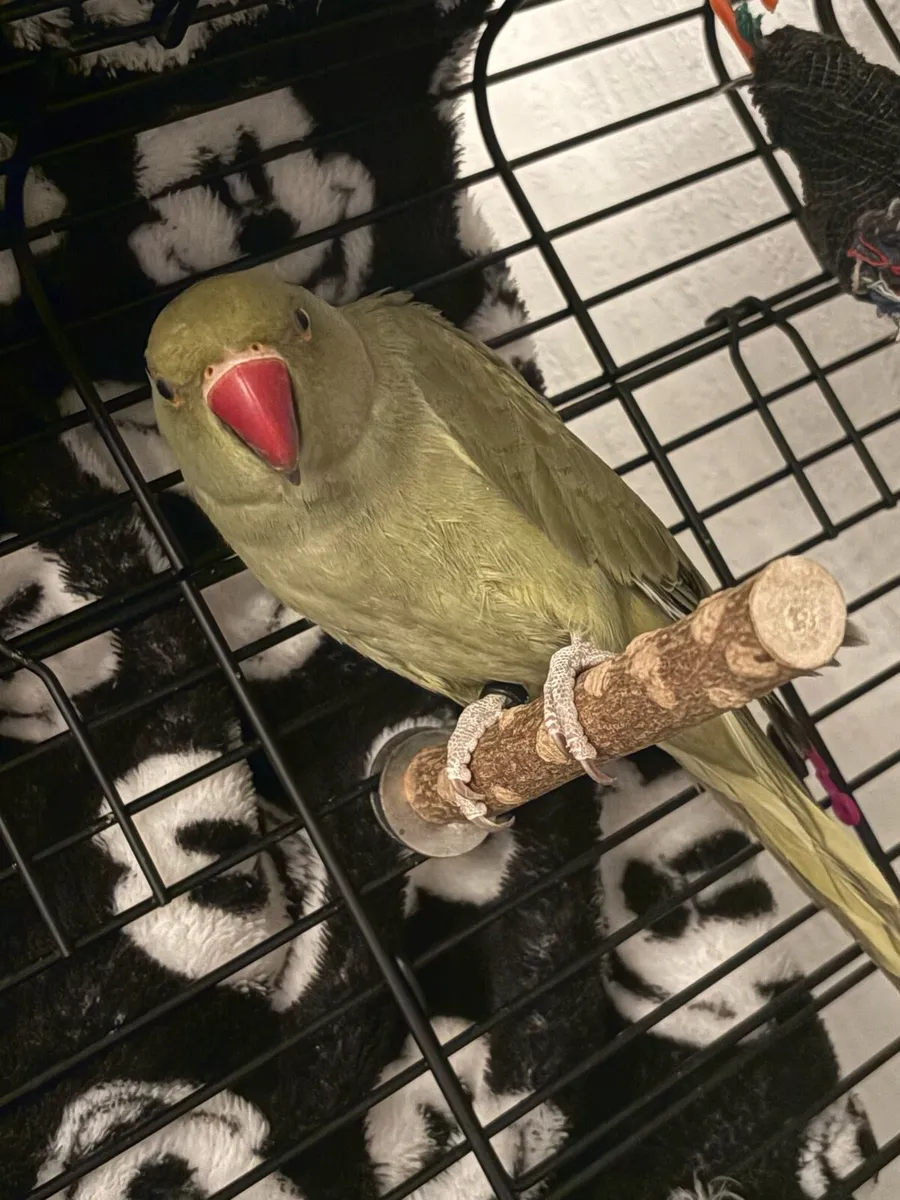 Indian ringneck - Image 1