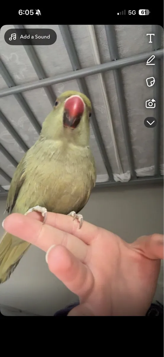 Indian ringneck - Image 2