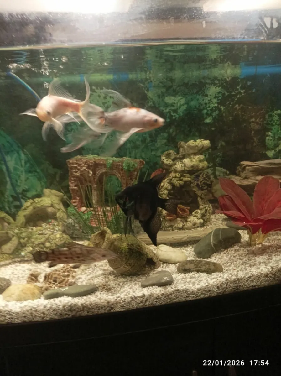 Fish tank - Image 2
