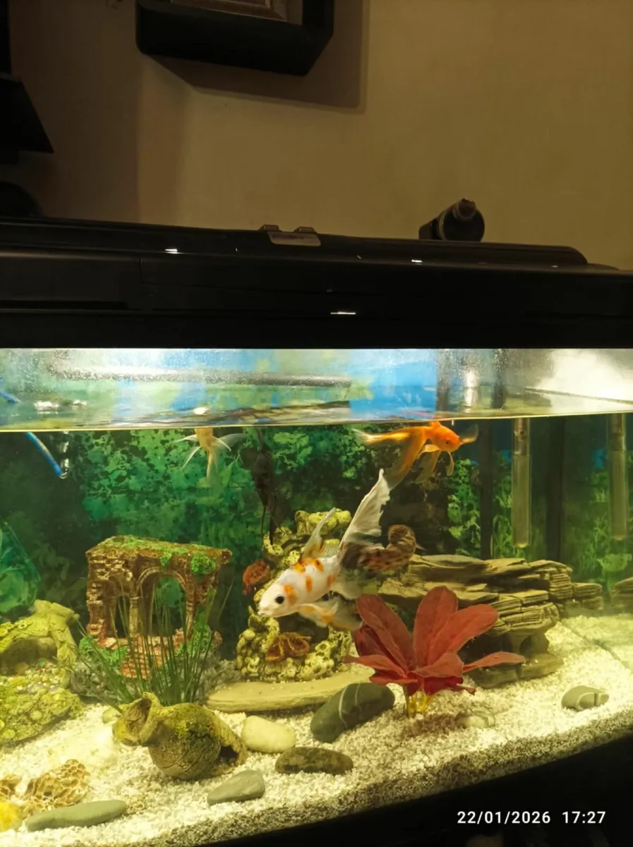 Fish tank - Image 3